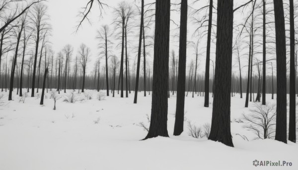 monochrome,greyscale,outdoors,tree,no humans,grass,nature,scenery,snow,forest,winter,bare tree,sky