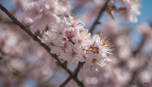 flower, outdoors, day, blurry, tree, no humans, depth of field, blurry background, white flower, cherry blossoms, scenery, branch, still life