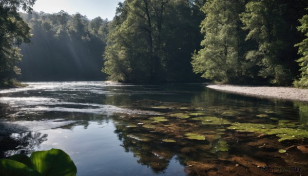 outdoors,sky,day,water,tree,no humans,leaf,sunlight,nature,scenery,forest,reflection,light rays,sunbeam,river,landscape,lake,lily pad,pond,cloud,blue sky,reflective water