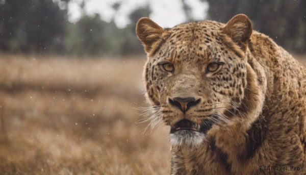 looking at viewer,closed mouth,outdoors,blurry,no humans,depth of field,blurry background,animal,grass,realistic,animal focus,whiskers,solo,yellow eyes,portrait,close-up,tiger