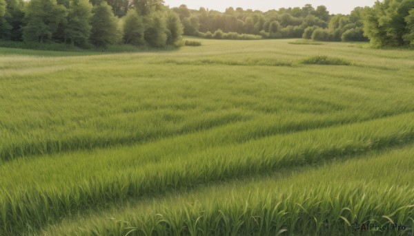 outdoors,sky,day,tree,no humans,grass,nature,scenery,forest,road,bush,field,green theme,landscape,path,cloud