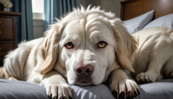 A delightful capture of a dog within window