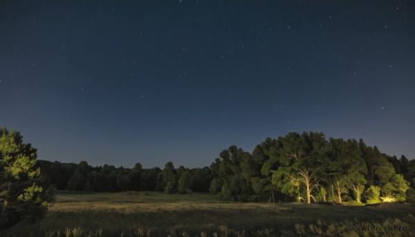 outdoors,sky,tree,no humans,night,grass,star (sky),nature,night sky,scenery,forest,starry sky,field,landscape