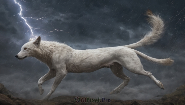 solo, outdoors, sky, cloud, no humans, animal, cloudy sky, rain, running, realistic, wolf, lightning, grey sky