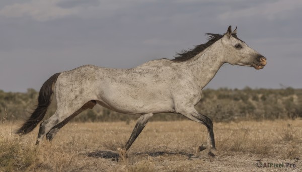 solo,full body,outdoors,sky,day,cloud,blurry,black eyes,from side,no humans,blurry background,animal,grass,realistic,field,animal focus,tree,cloudy sky,horse,grey sky