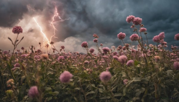 flower, outdoors, sky, cloud, blurry, no humans, cloudy sky, scenery, field, lightning, overcast