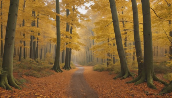 outdoors,day,tree,no humans,leaf,sunlight,nature,scenery,forest,road,autumn leaves,autumn,fox,path