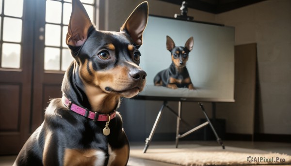 HQ,looking at viewer,closed mouth,indoors,collar,no humans,window,bell,animal,table,dog,realistic,animal focus,reference inset,photo inset,brown eyes,day,red collar,animal collar,shiba inu,pink collar