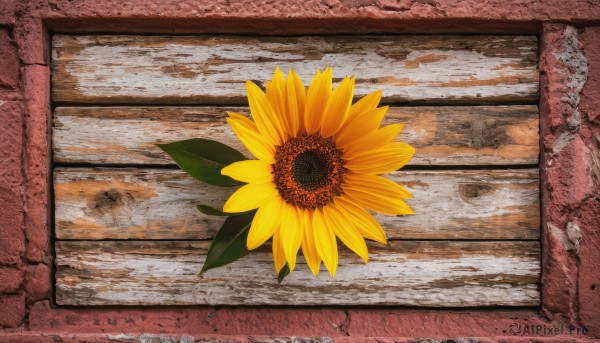 flower,outdoors,no humans,leaf,traditional media,scenery,yellow flower,sunflower,wall,still life,plant,water drop,picture frame