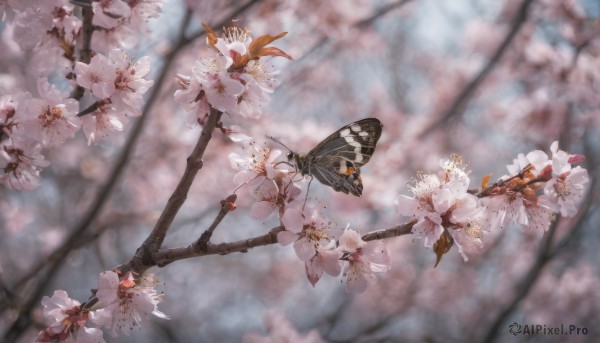 flower, outdoors, day, blurry, tree, no humans, depth of field, blurry background, bug, cherry blossoms, butterfly, scenery, branch, still life, spring (season)