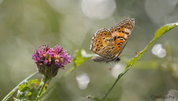 flower, outdoors, blurry, no humans, depth of field, blurry background, bug, flying, realistic