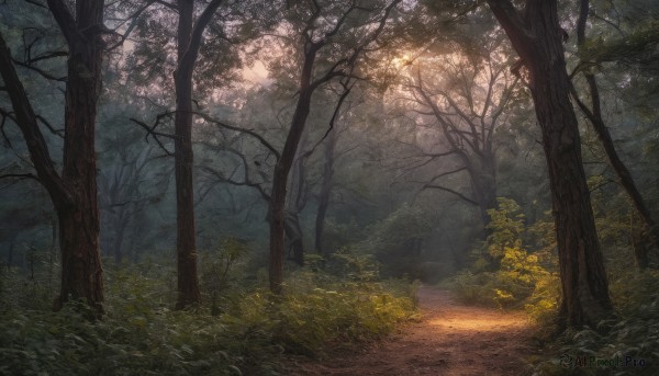 outdoors, tree, no humans, sunlight, grass, plant, nature, scenery, forest, road, bush, path