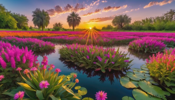 flower, outdoors, sky, cloud, water, tree, no humans, grass, plant, nature, scenery, pink flower, reflection, sunset, sun