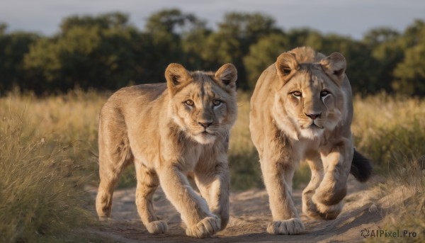 looking at viewer,full body,outdoors,day,signature,blurry,tree,no humans,depth of field,blurry background,animal,grass,nature,realistic,animal focus,lion,closed mouth,standing,sky,all fours