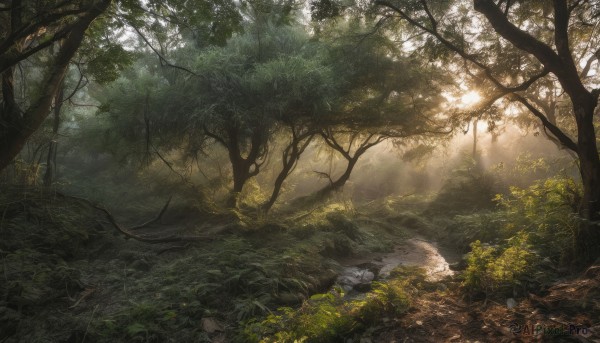 outdoors,day,water,tree,no humans,sunlight,grass,plant,nature,scenery,forest,light rays,sunbeam,river,landscape,path,leaf,rock,branch,dappled sunlight,moss