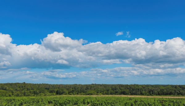 outdoors,sky,day,cloud,tree,blue sky,no humans,cloudy sky,grass,nature,scenery,forest,field,landscape