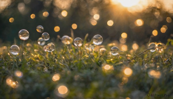 blurry, night, depth of field, grass, plant, scenery, lantern, paper lantern