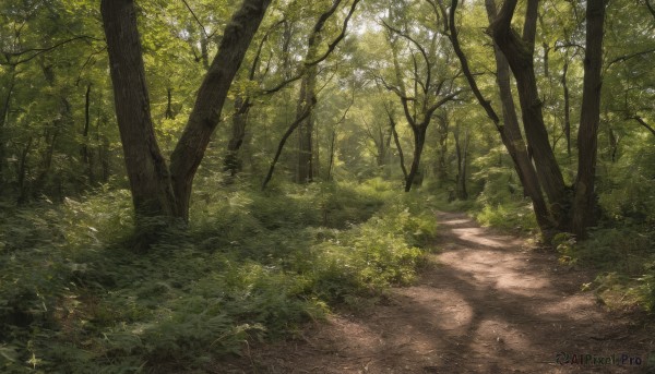 outdoors,day,tree,no humans,shadow,sunlight,grass,plant,nature,scenery,forest,road,bush,dappled sunlight,path,light rays,landscape