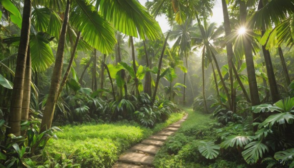 outdoors,day,tree,no humans,leaf,sunlight,grass,plant,nature,scenery,forest,light rays,palm tree,bush,shade,dappled sunlight,sky,road,path