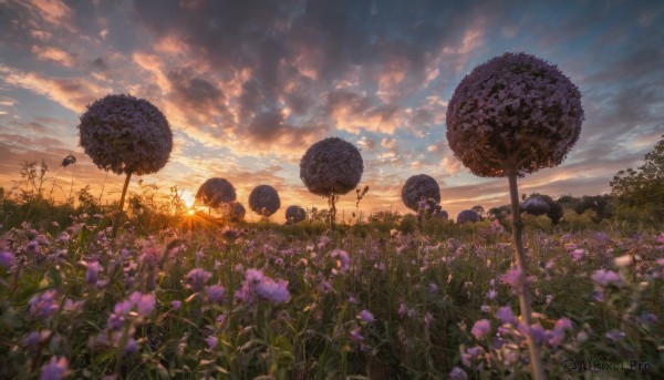 flower, outdoors, sky, cloud, blurry, tree, no humans, depth of field, cloudy sky, grass, scenery, sunset, blurry foreground, purple flower, field, evening