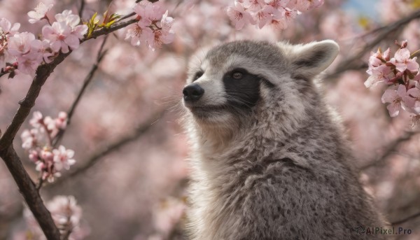 flower, outdoors, day, blurry, tree, no humans, depth of field, blurry background, animal, cat, cherry blossoms, realistic, branch, animal focus, whiskers, spring (season)