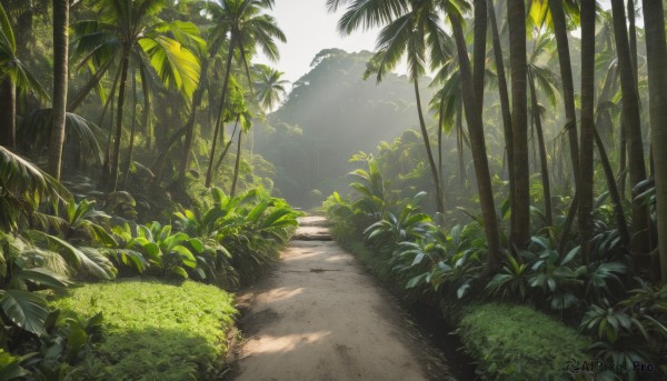 outdoors,sky,day,tree,no humans,shadow,leaf,sunlight,grass,plant,nature,scenery,forest,rock,palm tree,road,bush,shade,path,cloud,mountain,green theme,landscape