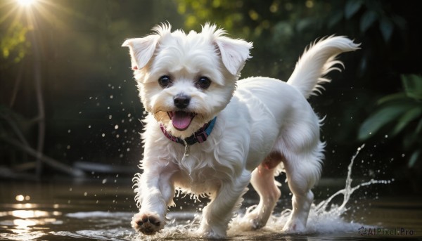 A magnificent dog within day