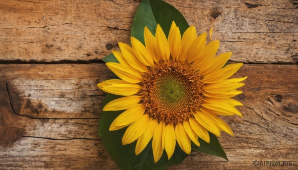 flower,outdoors,day,no humans,leaf,scenery,yellow flower,sunflower,road,still life,from above,stone floor,cracked floor