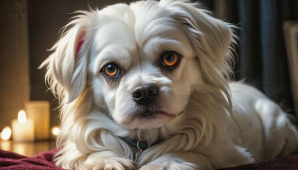 HQ,solo,looking at viewer,brown eyes,white hair,indoors,blurry,collar,orange eyes,no humans,depth of field,blurry background,animal,portrait,close-up,dog,realistic,animal focus,white fur,fluffy,artist name,bed,fangs,watermark,web address,lamp