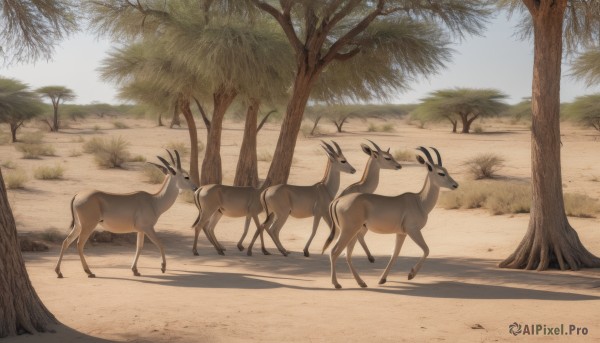 outdoors,sky,day,tree,blue sky,no humans,shadow,animal,grass,nature,scenery,walking,realistic,animal focus,desert,deer,standing,beach,sand,palm tree,sheep,goat