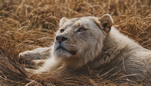 solo,brown eyes,closed mouth,outdoors,lying,no humans,animal,grass,plant,on stomach,realistic,animal focus,white fur,lion,signature,blurry,field