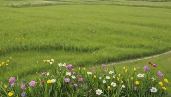 flower,outdoors,day,no humans,grass,white flower,nature,scenery,yellow flower,purple flower,field,flower field,daisy,plant