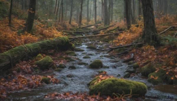 outdoors, water, tree, no humans, nature, scenery, forest, rock, river, stream