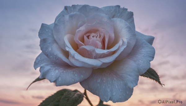 1girl,solo,flower,outdoors,sky,cloud,blurry,no humans,depth of field,blurry background,leaf,cloudy sky,plant,scenery,blue flower,gradient,rose,white flower,blue rose,still life,morning glory