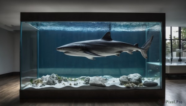 indoors,water,tree,no humans,window,animal,scenery,fish,wooden floor,rock,underwater,shark,whale,dolphin,aquarium,day,ocean,plant