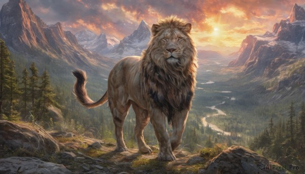 standing,yellow eyes,outdoors,sky,cloud,tree,no humans,animal,sunlight,cloudy sky,grass,nature,scenery,forest,sunset,rock,mountain,realistic,sun,lion,solo,looking at viewer,tail