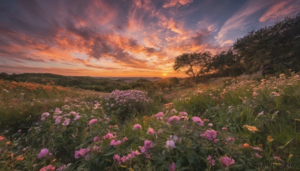 flower, outdoors, sky, cloud, tree, no humans, cloudy sky, grass, nature, scenery, sunset, field, flower field, landscape