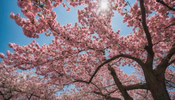 outdoors, sky, day, tree, blue sky, no humans, sunlight, cherry blossoms, scenery, sun, spring (season)