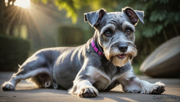 A dog caught in a breathtaking day