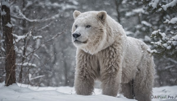 A unique subject captured beautifully in a tranquil snowy outdoors