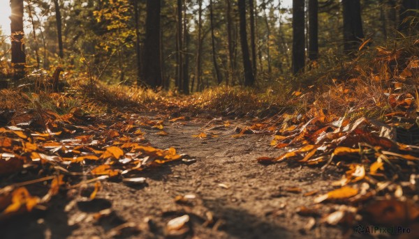 outdoors,day,blurry,tree,no humans,depth of field,leaf,sunlight,grass,nature,scenery,forest,blurry foreground,autumn leaves,autumn,solo,plant,rock