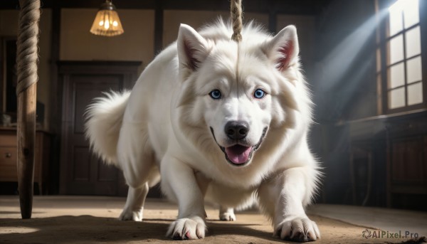 A dog caught in a peaceful sunlight