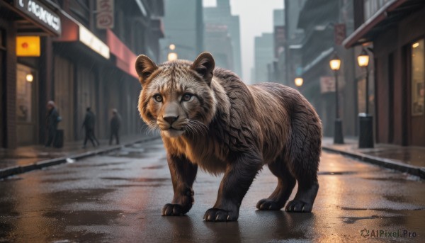 brown eyes,standing,outdoors,solo focus,day,blurry,no humans,depth of field,blurry background,animal,building,walking,rain,city,sign,realistic,road,animal focus,street,people,crosswalk,looking at viewer,scenery,multiple others,lamppost,tiger,oversized animal,alley,3others