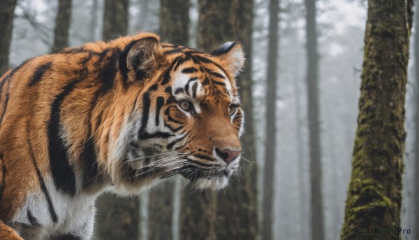 solo,looking at viewer,brown eyes,closed mouth,outdoors,day,blurry,black eyes,tree,no humans,blurry background,animal,nature,forest,realistic,chinese zodiac,animal focus,whiskers,tiger,year of the tiger,yellow eyes,from side,depth of field,bare tree