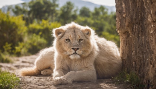 solo,looking at viewer,brown eyes,closed mouth,full body,outdoors,lying,day,blurry,tree,no humans,depth of field,blurry background,animal,grass,on stomach,nature,realistic,animal focus,sky,artist name,signature,forest