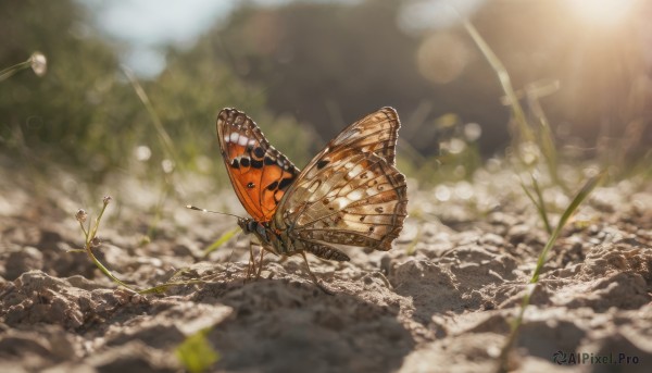 A butterfly captured in a dynamic outdoors
