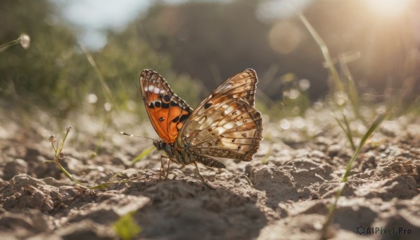 outdoors, wings, blurry, no humans, depth of field, bug, butterfly, scenery, flying