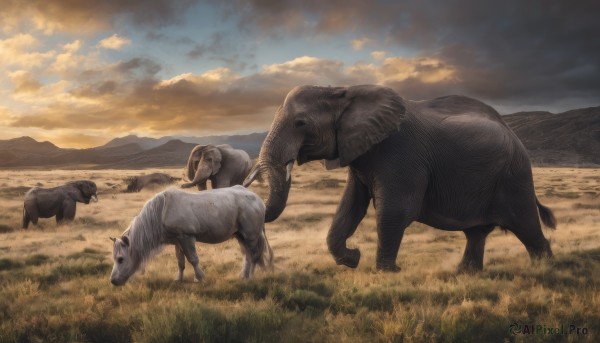 outdoors,horns,sky,cloud,no humans,animal,cloudy sky,grass,scenery,sunset,mountain,realistic,field,sheep,goat,horizon,landscape,pig