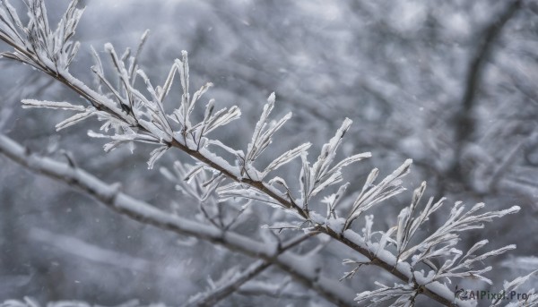 monochrome,outdoors,signature,blurry,tree,no humans,depth of field,blurry background,from above,plant,nature,scenery,snow,snowing,branch,winter,bare tree,still life,day,artist name,blurry foreground,muted color,fog,grey theme