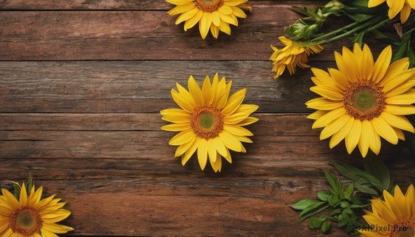 flower,outdoors,no humans,leaf,plant,scenery,wooden floor,yellow flower,sunflower,still life,wood,shadow,wooden table